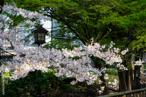 満開の桜の枝と伝統的な灯籠 新緑の背景が美しい日本の春の風景 自然素材