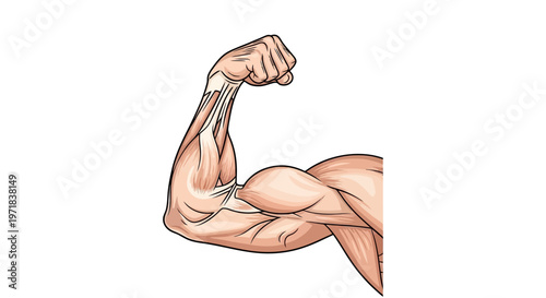 Close-up illustration of a muscular arm flexing its biceps against a clean white background, showcasing anatomical details and a sense of strength with realistic shading and linework