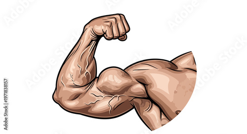 Detailed vector illustration of muscular biceps flexing against a clean white background, showcasing anatomical muscle structure with visible veins and fine lines, rendered in a realistic