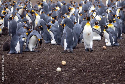 Foto King Penguins (Aptenodytes patagonicus) in a colony