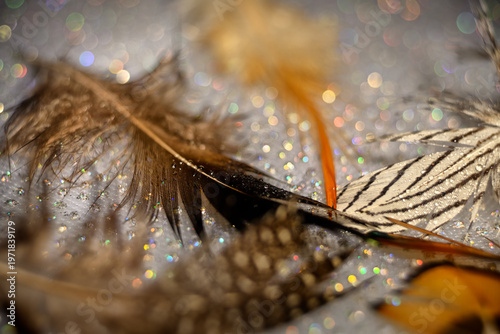 Concept with  bird on fantasy background