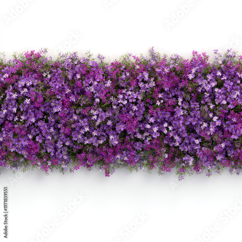 Purple and pink flowers densely cover horizontal row with green