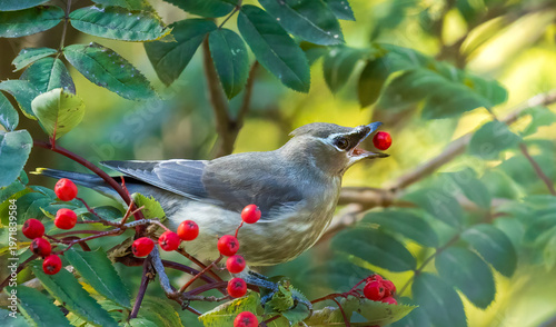 cedar waxwing on brach eating red berries