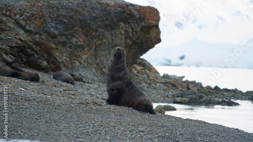Canvas Print A close-up eye-level shot of an Antarctic fur seal (Arctocephalus gazella) alert