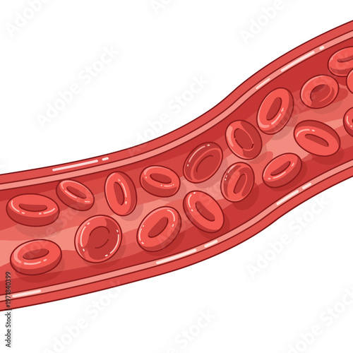 Red blood cells flowing through a blood vessel