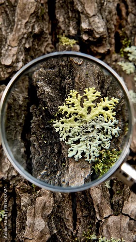 Magnifying Glass Examines Lichen on Tree Bark