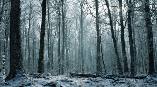 Snow covers bare trees in a cold, misty winter forest