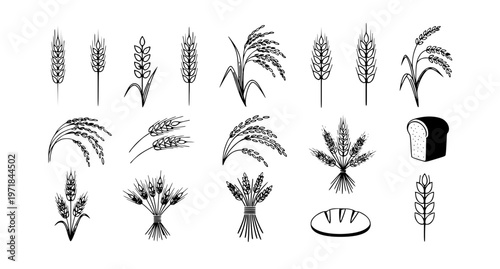 Wheat ears and cereal grain vector icon set with rice stalks and harvest elements isolated on white