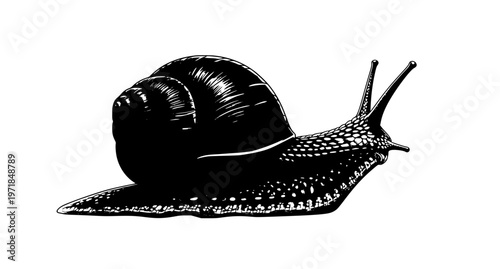 Realistic garden snail vector illustration with spiral shell slow animal isolated on white background