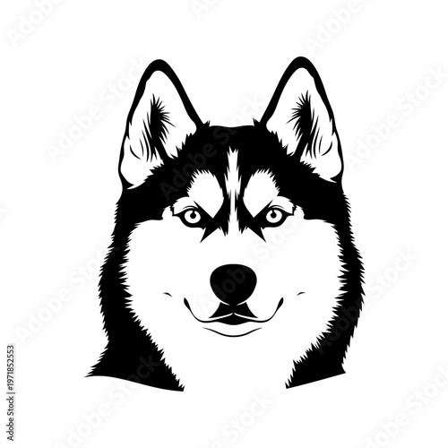 Huskies in profile: A striking portrait of a majestic husky, its captivating gaze and distinctive markings, set against a clean backdrop.