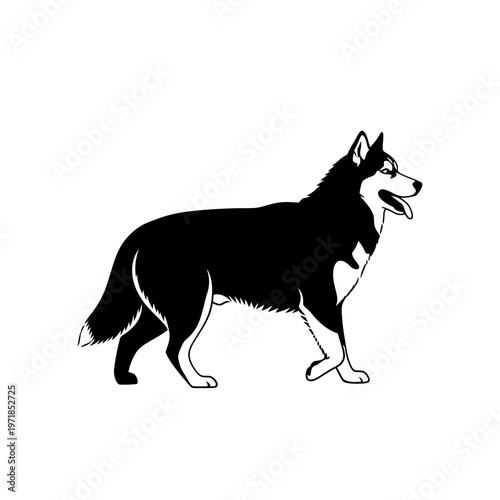 Siberian Husky in Silhouette: A striking silhouette of a majestic Siberian Husky dog, exuding strength and elegance against the backdrop. 