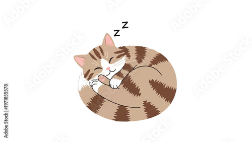 Sleeping Tabby Cat Curl Up Tightly.