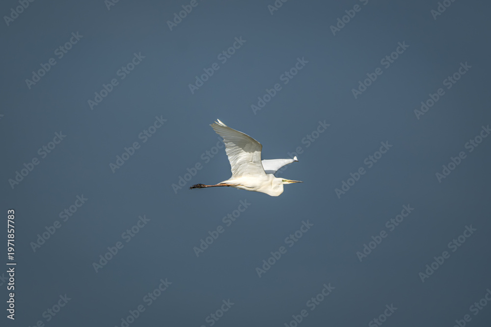 Fototapeta premium Front-facing view of a great egret gliding through the air with wide wingspan and neck tucked, set against a smooth grey sky. The bird's pure white plumage and symmetrical pose create a striking