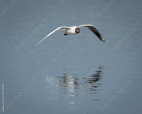 Foto A black-headed gull touches down on a still lake, wings outstretched in a graceful arc