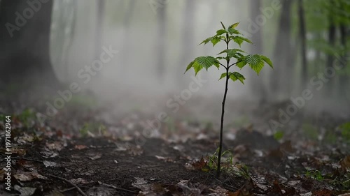 Young sapling grows in foggy forest, new beginning, hope, nature, spring