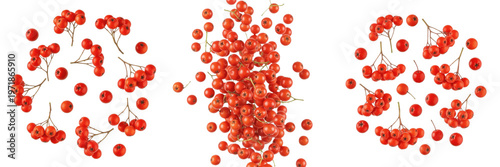 Obraz na płótnie Rowan berries flying composition isolated on white background, Sorbus aucuparia