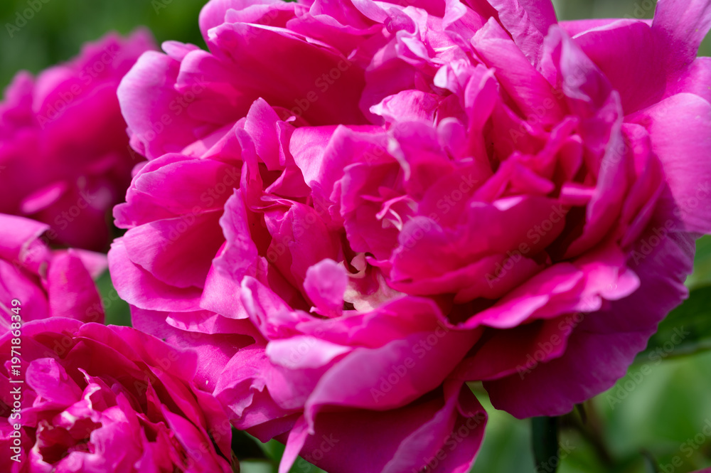 Fototapeta premium Bright pink peony flower macro close-up with soft petals