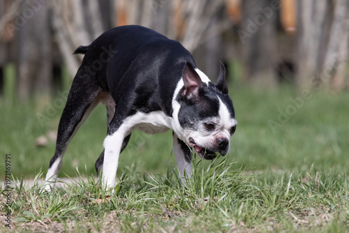 Pet dog eating grass for digestive upset.