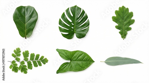 Botanical set of leaves of Ficus lyrata, Monstera deliciosa, Quercus robur, Adiantum and Eucalyptus globulus on a white background.