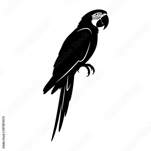 Exotic Parrot Silhouette: A striking black silhouette of a vibrant parrot, showcasing its elegant form and exotic charm.