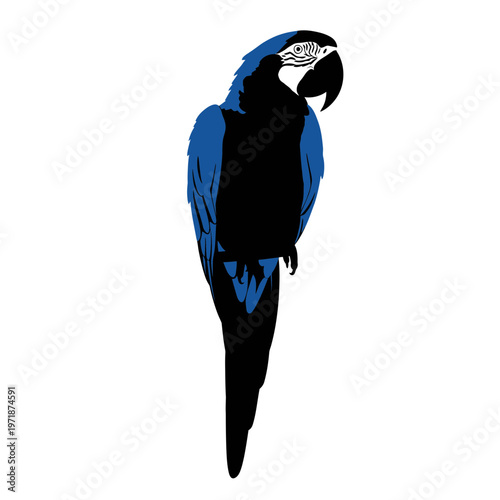 Tropical Beauty: A vibrant parrot with striking blue and black plumage perches elegantly, showcasing the exquisite details of its feathers, beak, and posture. 