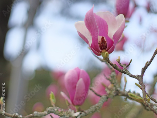 Pink magnolia flowers blooming on tree branch in spring. Close view of blossom for seasonal nature, garden plant, floral detail and natural environment concept.