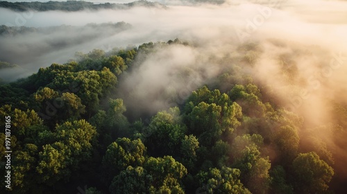 Aerial View of Dense Green Forest with Morning Fog at Golden Hour