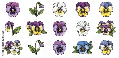 Vintage Hand Drawn Pansy Flower Vector Collection with Detailed Botanical Illustrations of White Purple and Blue Blooms and Leaves Isolated on White Background for Elegant Design