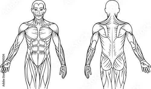 Lower body and back muscle chart