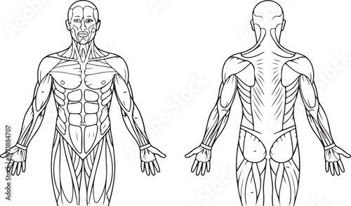 Muscle chart front and back