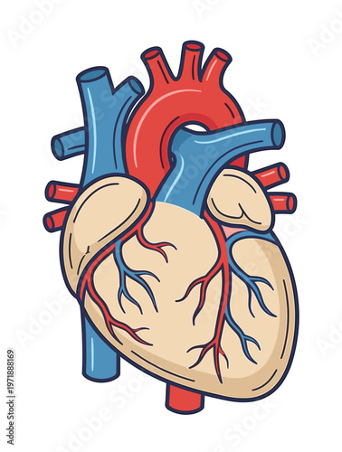 Detailed real human anatomical heart vector illustration with visible coronary arteries and veins for cardiology and medical health care design.