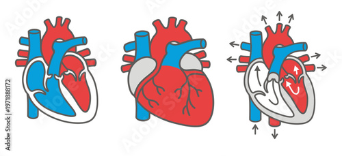 Set of real human anatomical heart vector diagrams showing internal cross section and blood flow circulation for medical biology education.