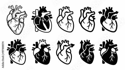 Black and white silhouette diagram of real human anatomical heart vector set showing blood flow with arrows for cardiovascular system, biology science, and medical study.