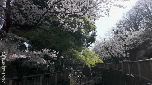Wallpaper Mural 春の風景 満開の桜と新緑が美しい河川敷 観光スポット 伝統的な石垣と遊歩道 日本 Torontodigital.ca