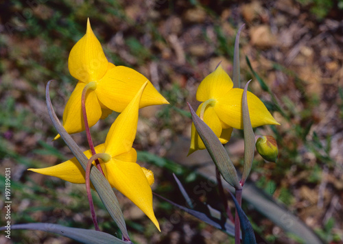 Looking down on the distinct, large petals of the Diogenes' lantern (Calochortus amabilis) that hangs downward in a characteristic way. 
