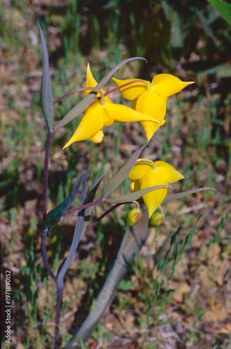 Beautiful brilliant yellow flowers of Diogenes' lantern (Calochortus amabilis) that hang downward pointed at the ground.  The species is endemic to California. 