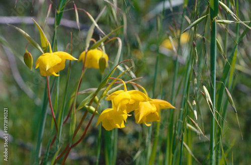 A cluster of the beautiful, yellow blooms of the Diogenes' lantern (Calochortus amabilis).  This flower is found only in northern California. 