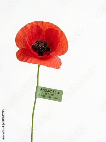 A vibrant red poppy flower with a green tag commemorating ANZAC Day on a plain white background, symbolizing remembrance and respect. Copy space area