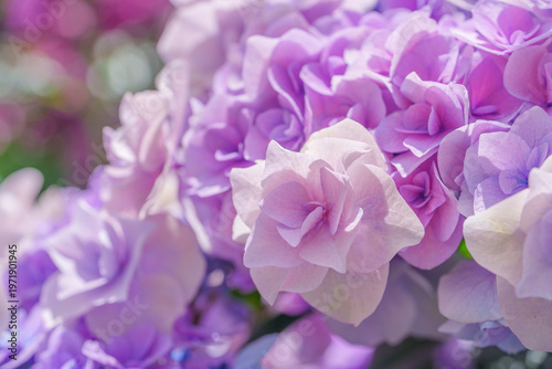 パステルカラーのアジサイのアップ｜ピンクとパープルのグラデーション