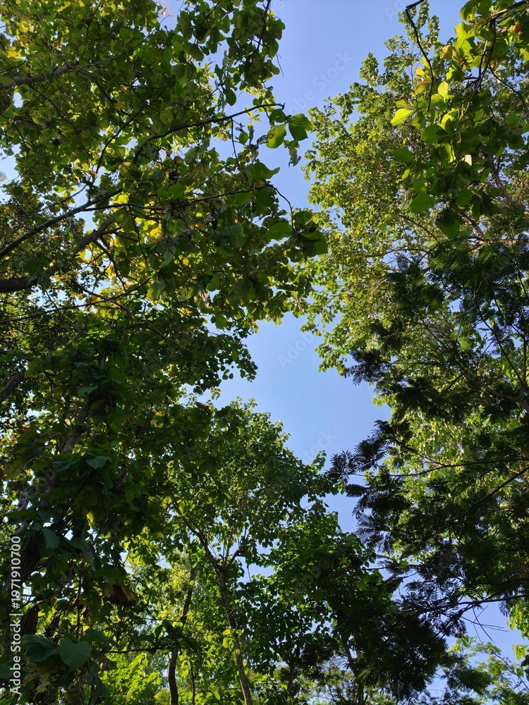 Fototapeta premium Trees stand tall against a clear blue sunny sky on a beautiful day outdoors