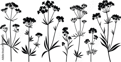 Black silhouettes of delicate flowering plants with slender stems, clustered blossoms, and elongated leaves, botanical vector illustration for design and decoration