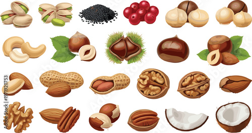 Nut Collection with Almond, Walnut, Peanut, Pistachio, Hazelnut, Chestnut, and Coconut in Detailed Illustration for Healthy Food Design and Snack Collection