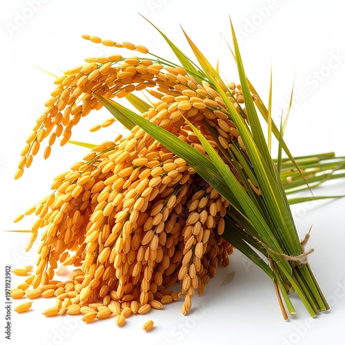 Bundle of golden rice stalks and grains against a white background