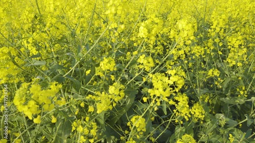 Rapeseed flowers in the fields