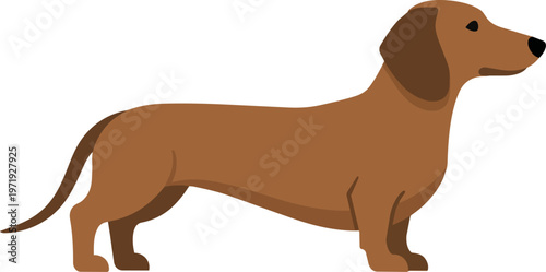 Brown Dachshund Dog Standing.