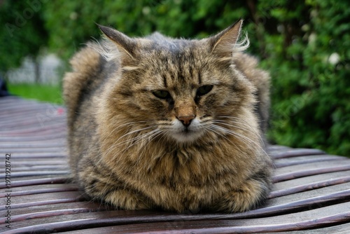 Bild auf Leinwand Fluffy brown tabby cat resting on a wooden bench with paws tucked, against soft green foliage in natural summer light