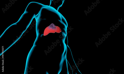 The human liver and liver cancer