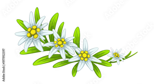 Edelweiss Flowers: Alpine Flora, White Star-Shaped Blooms with Green Leaves