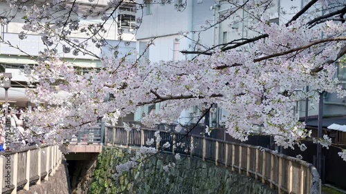 Wallpaper Mural 満開の桜が川面にせり出す春の風景 都心の河川敷での花見 観光スポット 日本の四季 Torontodigital.ca