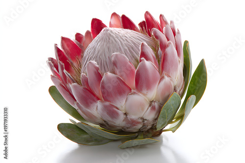 
single king protea flower isolated on pure white background